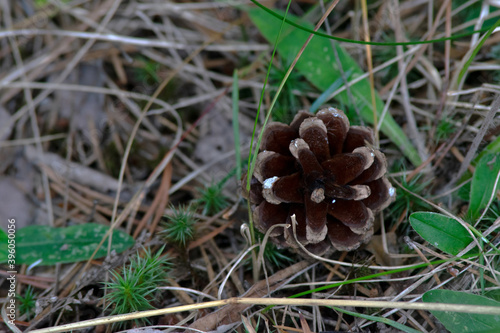 spruce cone on the forest floor in summer