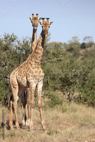 Giraffe / Giraffe / Giraffa Camelopardalis