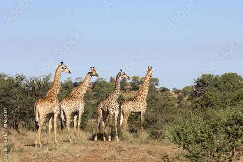Photography Giraffe / Giraffe / Giraffa Camelopardalis