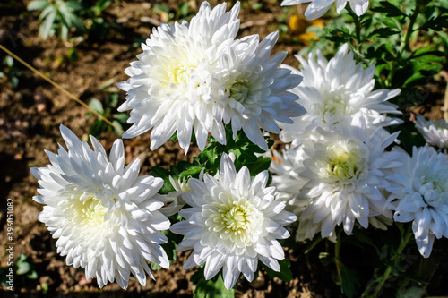 Many delicate white Chrysanthemum x morifolium flowers in a garden in a sunny autumn day  beautiful colorful outdoor background photographed with soft focus.