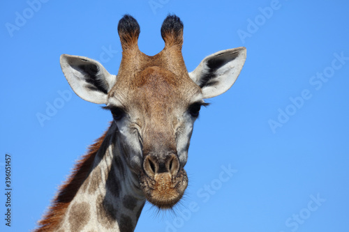 Photography Giraffe / Giraffe / Giraffa Camelopardalis