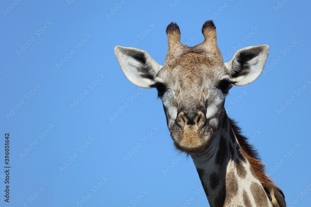 Giraffe / Giraffe / Giraffa Camelopardalis Giraffe / Giraffe / Giraffa Camelopardalis