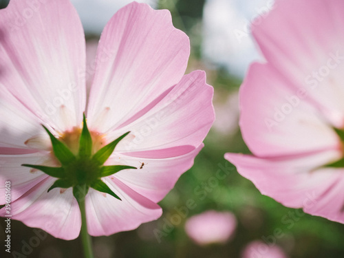 Cosmos was blooming in the backyard of my workplace. 