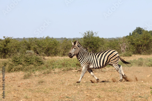 Steppenzebra   Burchell s zebra   Equus burchellii.