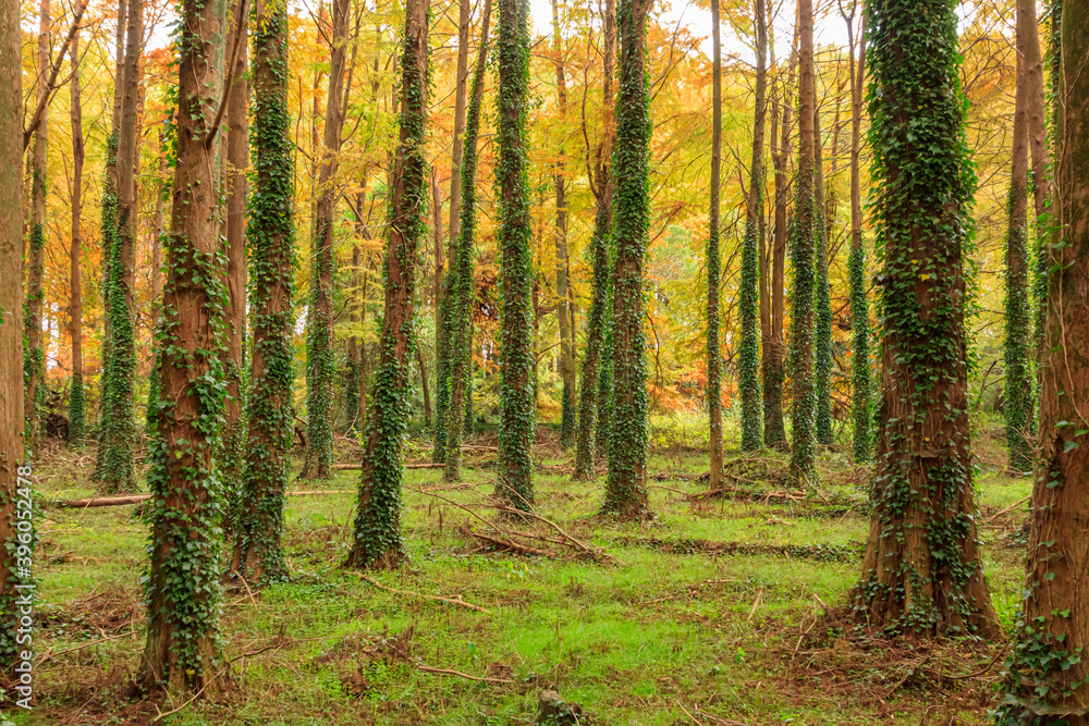 秋のメタセコイア並木 メタセの杜 福岡県築上町 Autumn Metasequoia Fukuoka-ken Chikujo Town 秋のメタセコイア並木 メタセの杜 福岡県築上町 Autumn Metasequoia Fukuoka-ken Chikujo Town