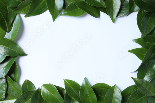 beautiful green leaves square frame template background photo