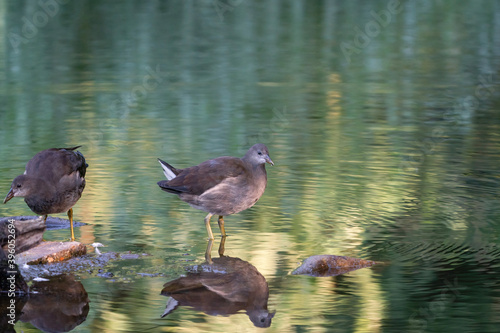 Two moorhens are in the green water. In the soft sunny morning light. With reflection.