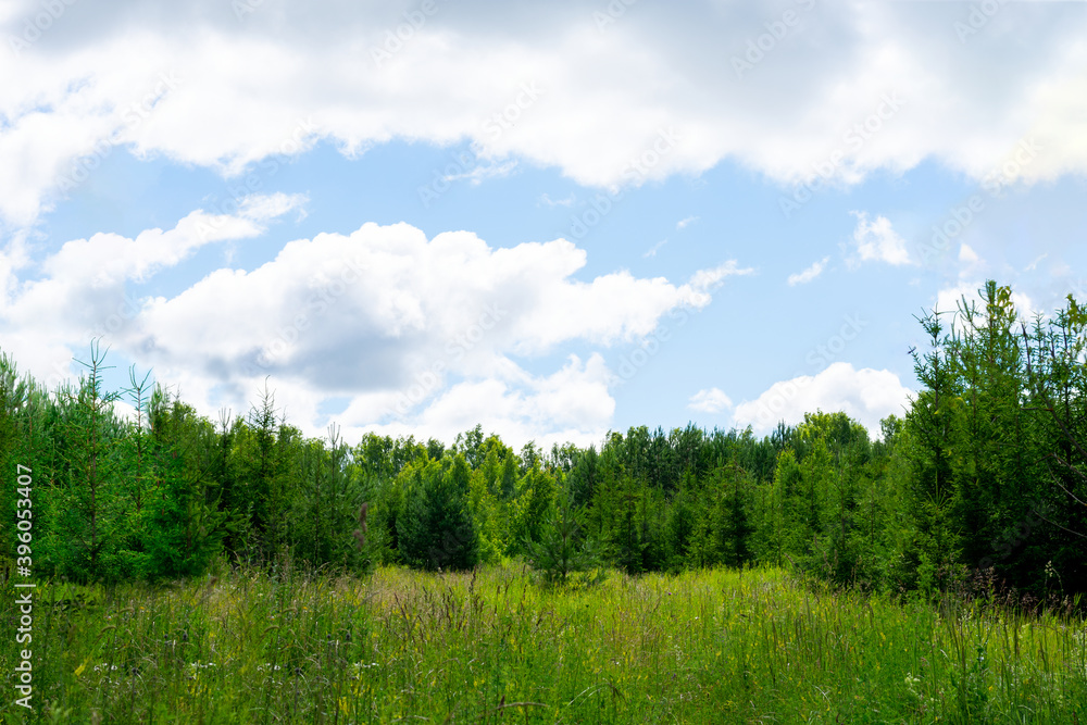 Sunlit meadow in coniferous forest in summertime in blue sky with clouds in background. Copy space above