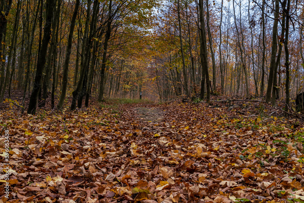 A European Beech forest in autumn colours. Picture from Scania county, southern Sweden A European Beech forest in autumn colours. Picture from Scania county, southern Sweden