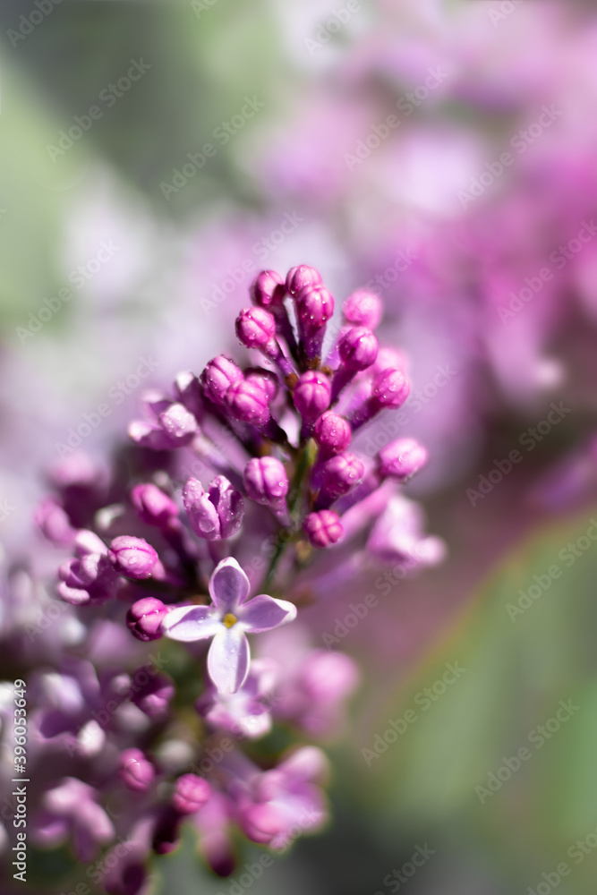 Branch of lilac flowers and buds on bokeh effect blurred background.Vertical format photo with soft focus Branch of lilac flowers and buds on bokeh effect blurred background.Vertical format photo with soft focus