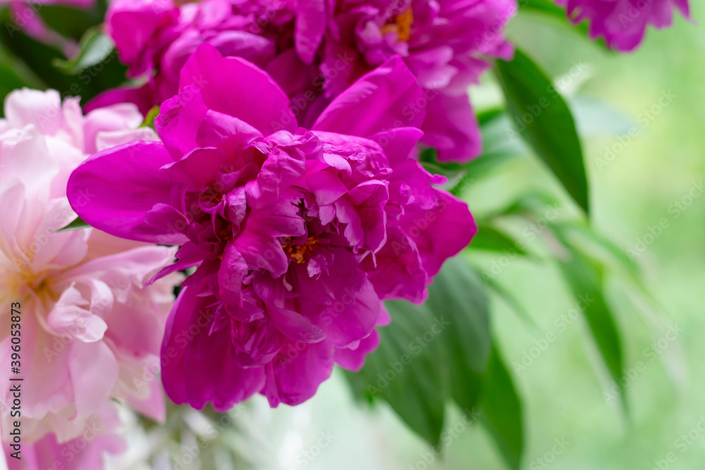 Peony flowers with lots petals. Magenta colored