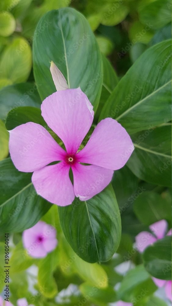 Fototapeta premium pink rose flower