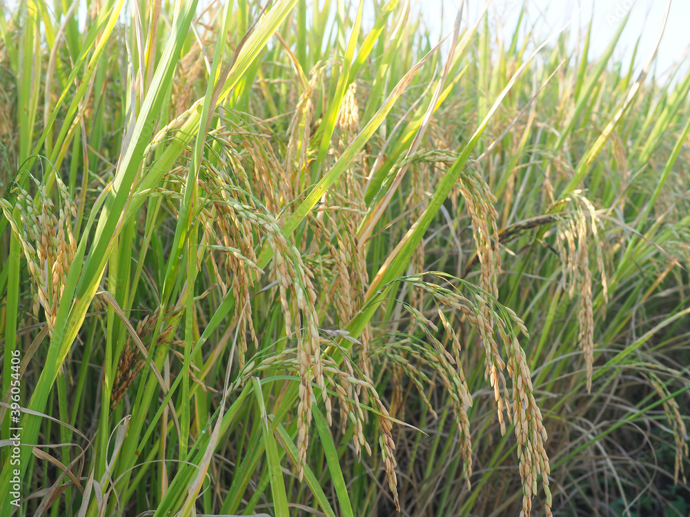 Obraz premium Ears of rice and Rice field with sun rays.