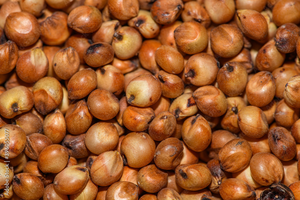 sorghum seeds in detail aka great millet, Indian millet, milo, durra or shallu sorghum seeds in detail aka great millet, Indian millet, milo, durra or shallu