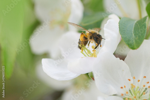 Pszczoła pracująca wytrwale na kwiatach jabłoni w poszukiwaniu cennego nektaru i propolisu © Tomasz