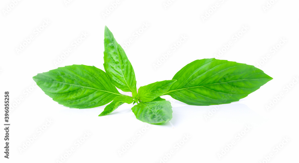 basil leaves isolated on white background. basil leaves isolated on white background.