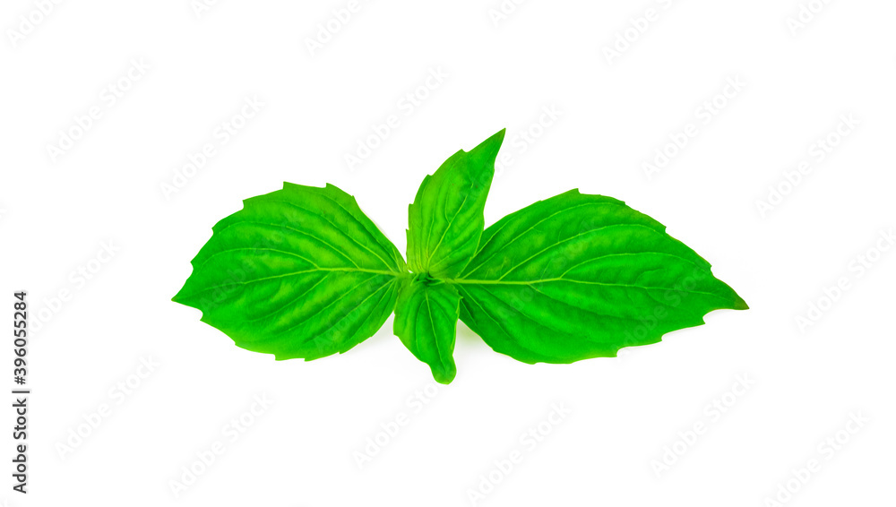 basil leaves isolated on white background. basil leaves isolated on white background.