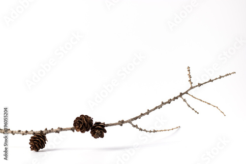 Waste-free christmas, eco-friendly gift wrapping, eco-friendly christmas holiday concept, minimalism. Christmas New Year concept. Larch branch with cones for decoration