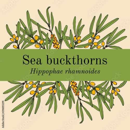Sea-buckthorn hippophae rhamnoides , edible and medicinal plant