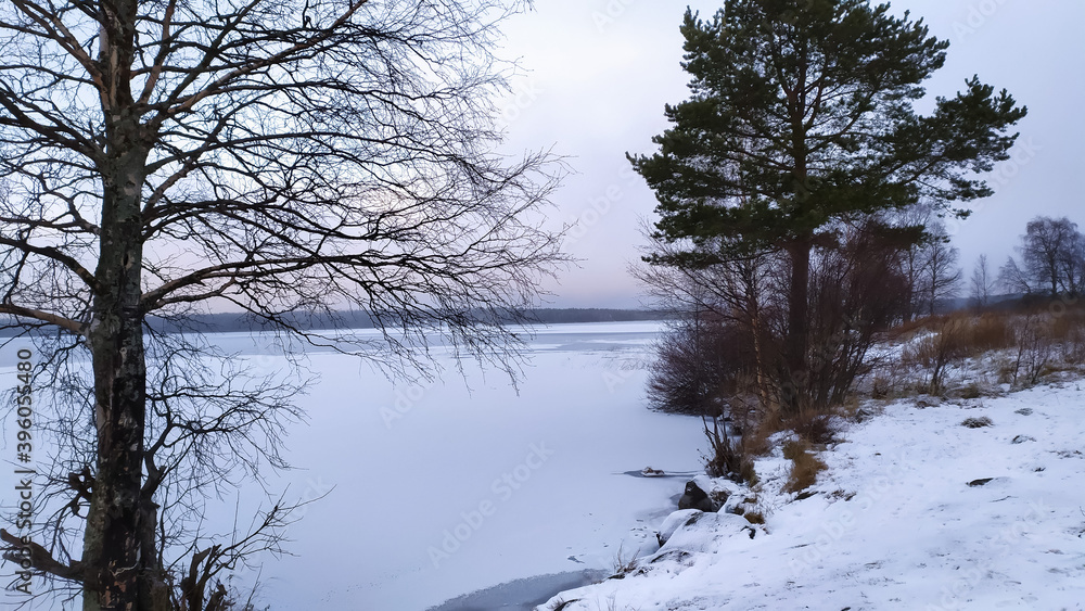 Russia, Karelia, Kostomuksha Large trees are located on the shore of lake Kontokki.November 25, 2020. Russia, Karelia, Kostomuksha Large trees are located on the shore of lake Kontokki.November 25, 2020.