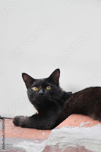 Beautiful black cat laying on the roof