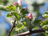  Apple TREES IN bloom in spring