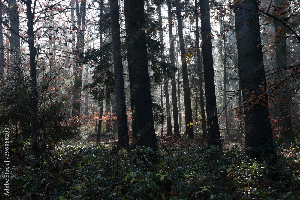 In the forest on a foggy autumn morning In the forest on a foggy autumn morning
