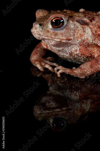 Common toad (Bufo bufo) on black background