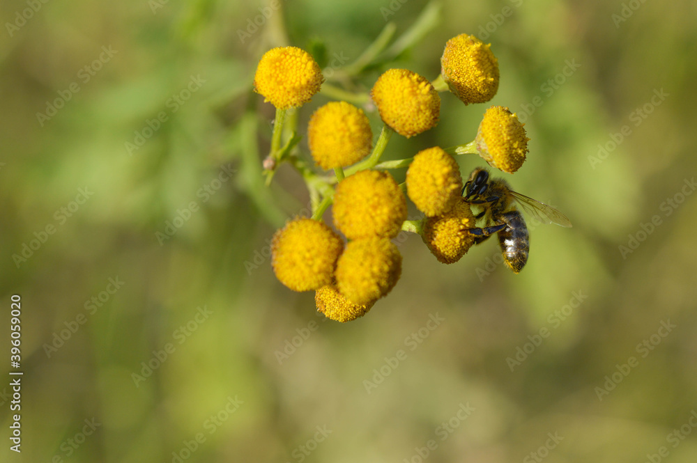Bee on a a tansy flower or bitter buttons plant pollinating, macro close up, natural background. Bee on a yellow wild flower. Bee on a a tansy flower or bitter buttons plant pollinating, macro close up, natural background. Bee on a yellow wild flower.