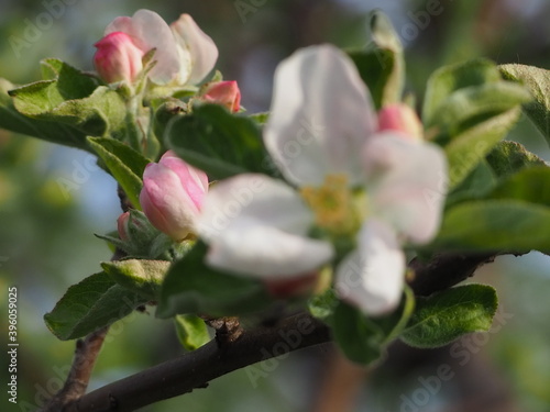 Apple TREES IN bloom in spring