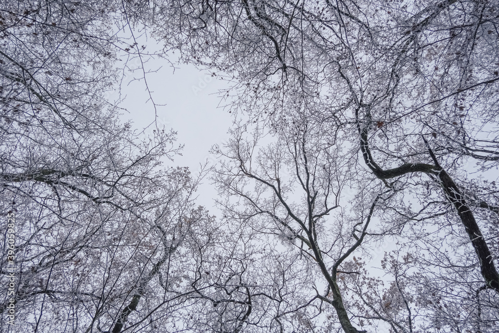 Frozen Leafless trees view from bottom up Frozen Leafless trees view from bottom up