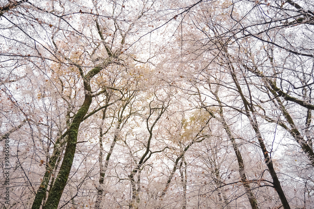 Frozen Leafless trees view from bottom up Frozen Leafless trees view from bottom up