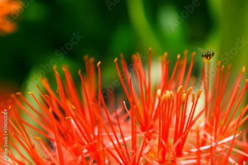 Blood Lily, flower and bee help each other,  Flower background, symbiotic relationship photo