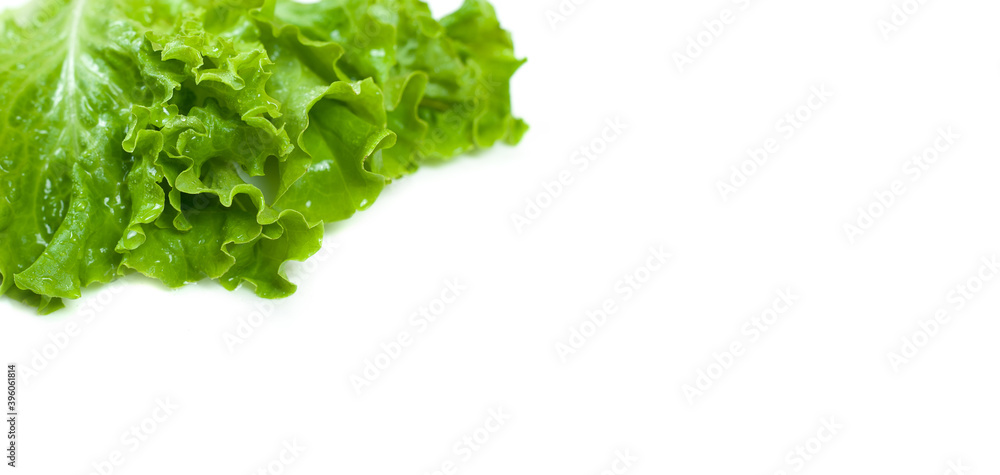 Green lettuce isolated on white background. Green lettuce isolated on white background.