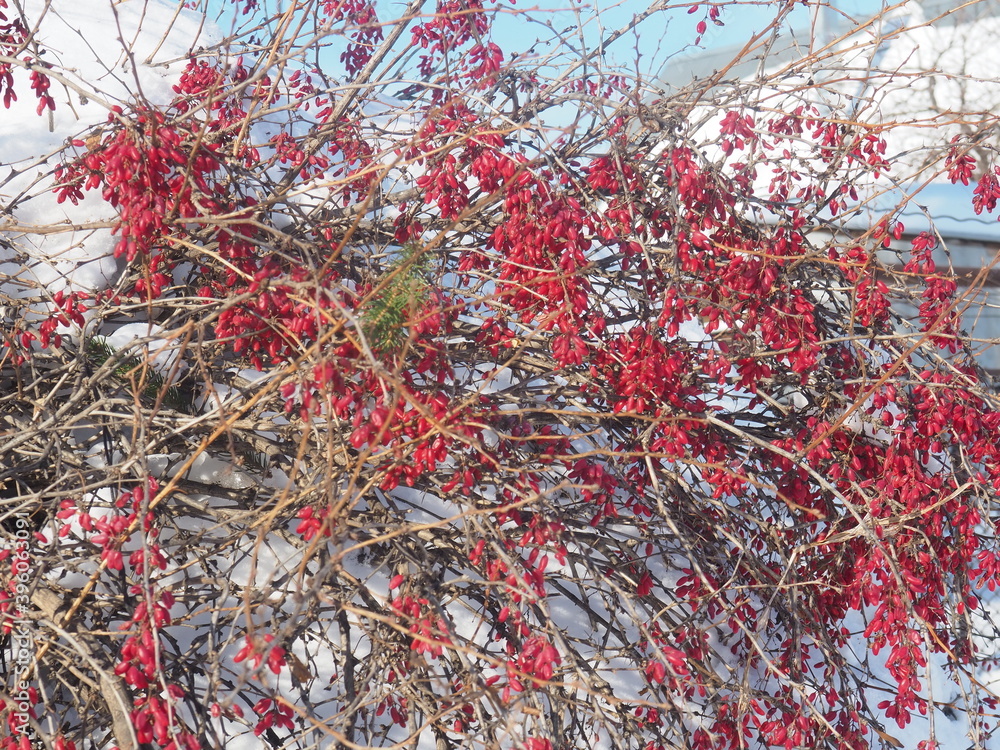THE FRUIT OF BARBERRY IN THE WINTER THE FRUIT OF BARBERRY IN THE WINTER