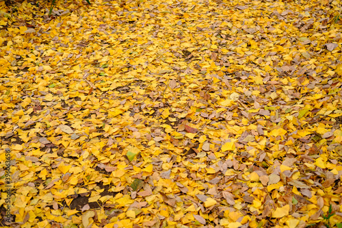 yellow autumn leaves