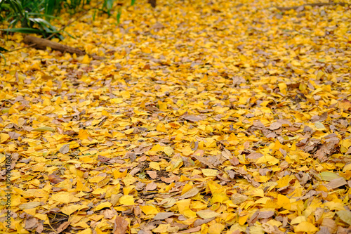 yellow autumn leaves
