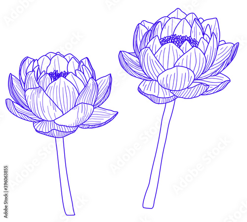 lotus flower vector set with a hand drawing style