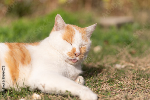 舌をしまい忘れた猫