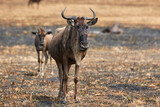 Blue wildebeest with her calf in Serengeti