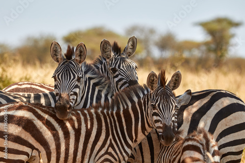 A herd of zebras standing in the shade