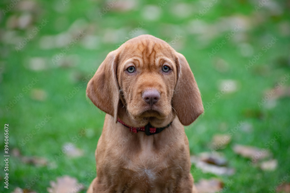 portrait of a Vizsla puppy sitting on the grass