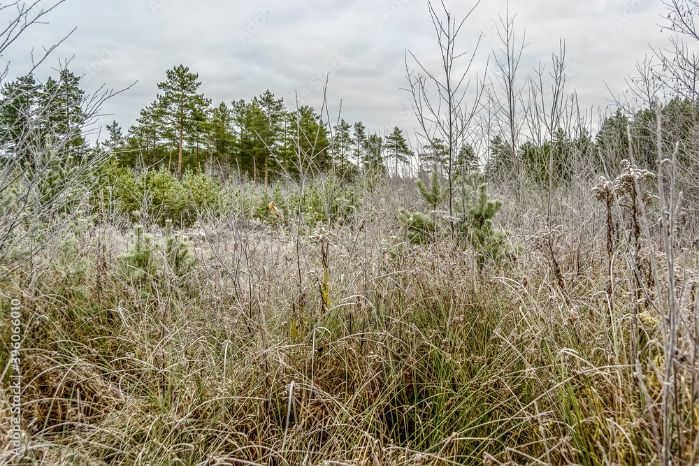 Fototapeta premium A cold November day in a swamp.