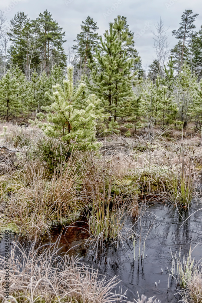 A cold November day in a swamp. A cold November day in a swamp.