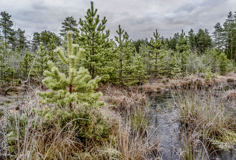 A cold November day in a swamp. A cold November day in a swamp.