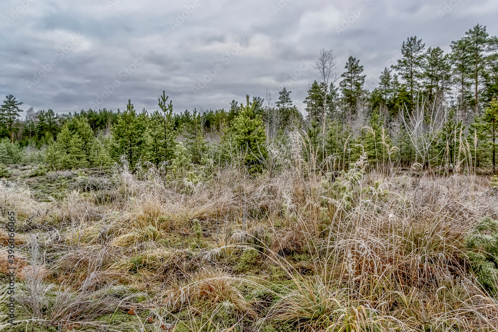 Fototapeta premium A cold November day in a swamp.