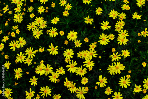 yellow flowers background