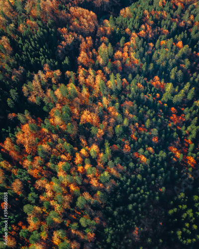 above autumn trees