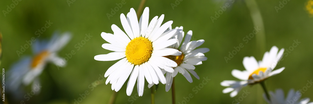 Macro photo of many white beautiful chamomile that growing on the field Macro photo of many white beautiful chamomile that growing on the field