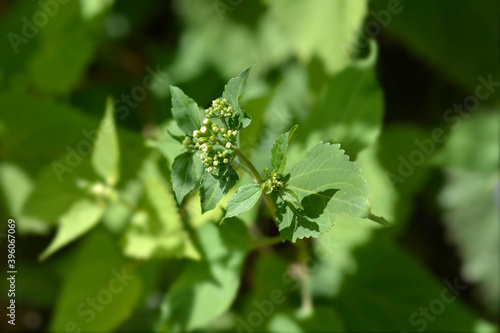 Wallpaper Mural White snakeroot Torontodigital.ca